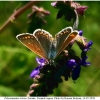 polyomm icarus female7 don